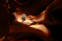 Tumbleweed and Sandstone