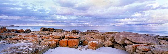 Coastal Lichen