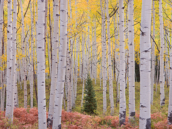 Harmonious Forest