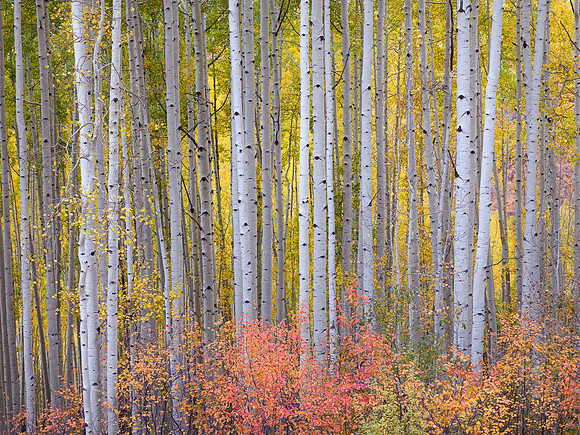 Sunlit Aspen Forest