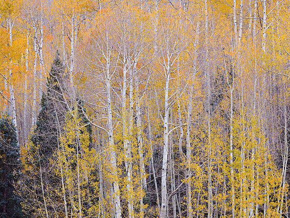 Aspen Autumn Stand