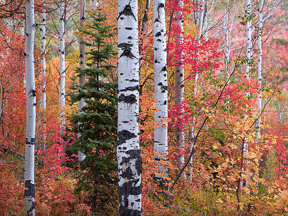 Twilight Aspens and Maples