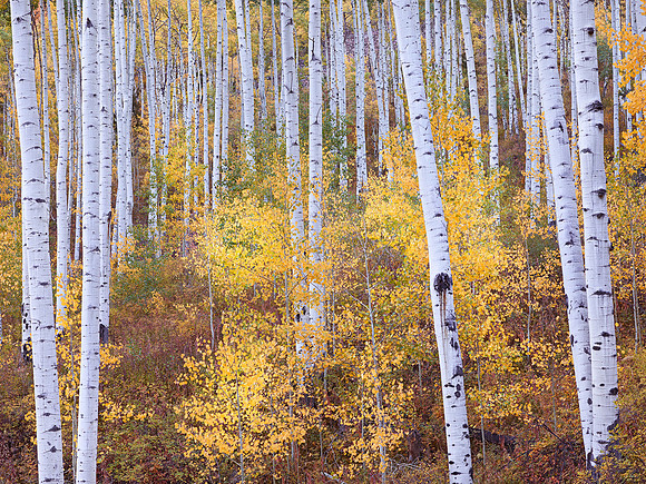 Quaking Aspens