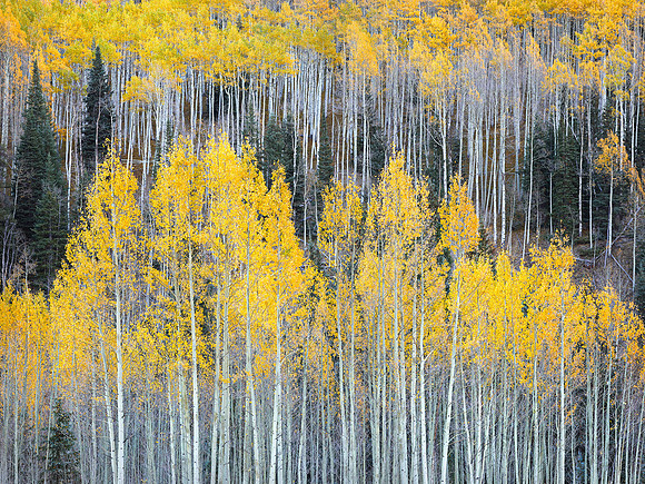 Aspen Hillside Light