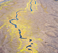River's Path Through Yellow Lichen